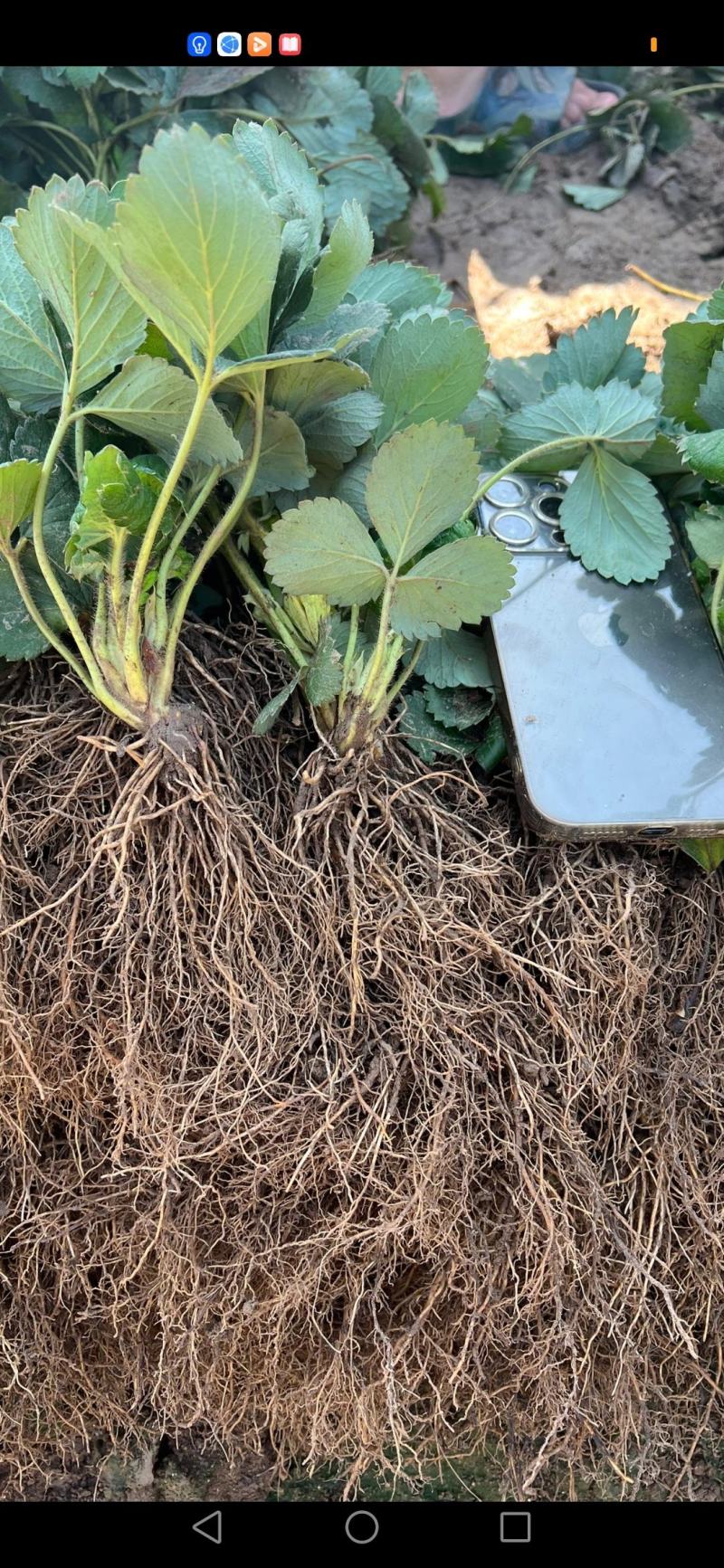 山东省潍坊市：甜宝草莓苗香野雪里香等优质草莓苗
