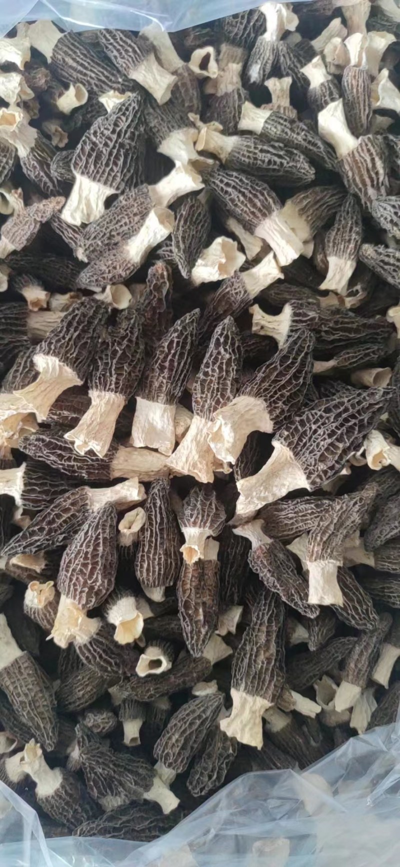 羊肚菌