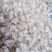 雪燕不同规格