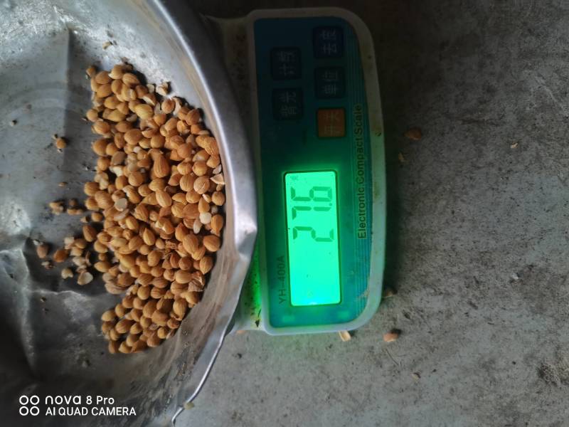 毛桃核郁李仁大量出售。欢迎各位老板看货采购