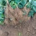 山东省潍坊市：甜宝草莓苗香野雪里香等优质草莓苗