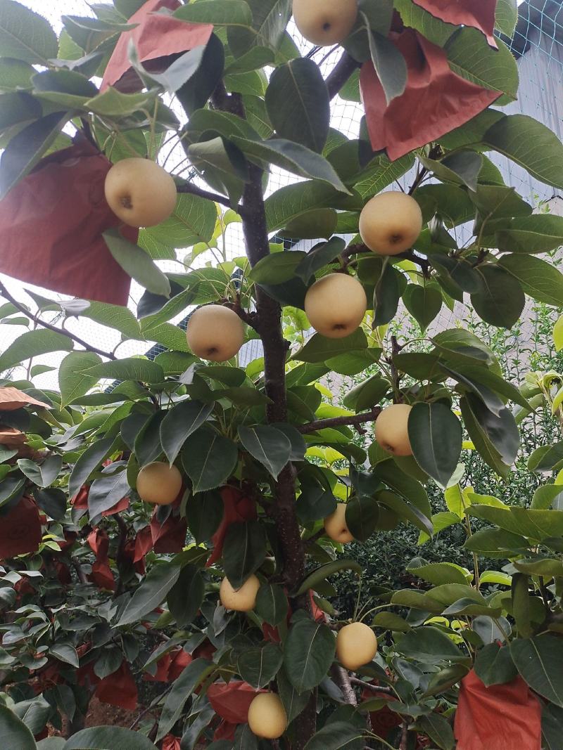 南阳市方城秋月梨现货自家种的欢迎前来定构