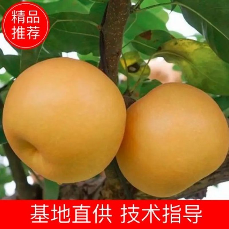 山东优质丰水梨，秋月梨大量上市，个大，含糖量高，肉质细腻