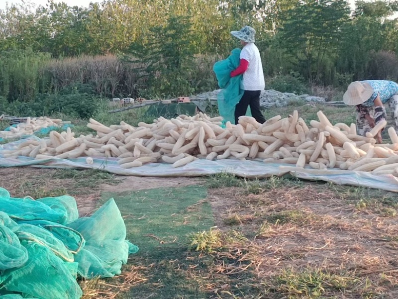 丝瓜络48一斤50斤起批包邮