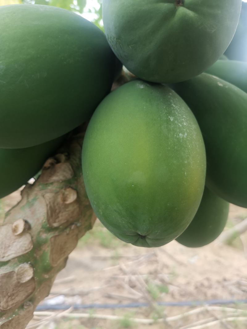 广东木瓜红心木瓜大量上市对接全国市场货源充足欢迎进店
