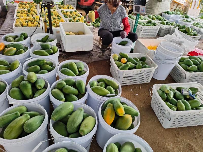 广东木瓜红心木瓜大量上市对接全国市场货源充足欢迎进店