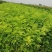 山西运城当地刺槐又名槐树开白色串花入味香甜可口美观
