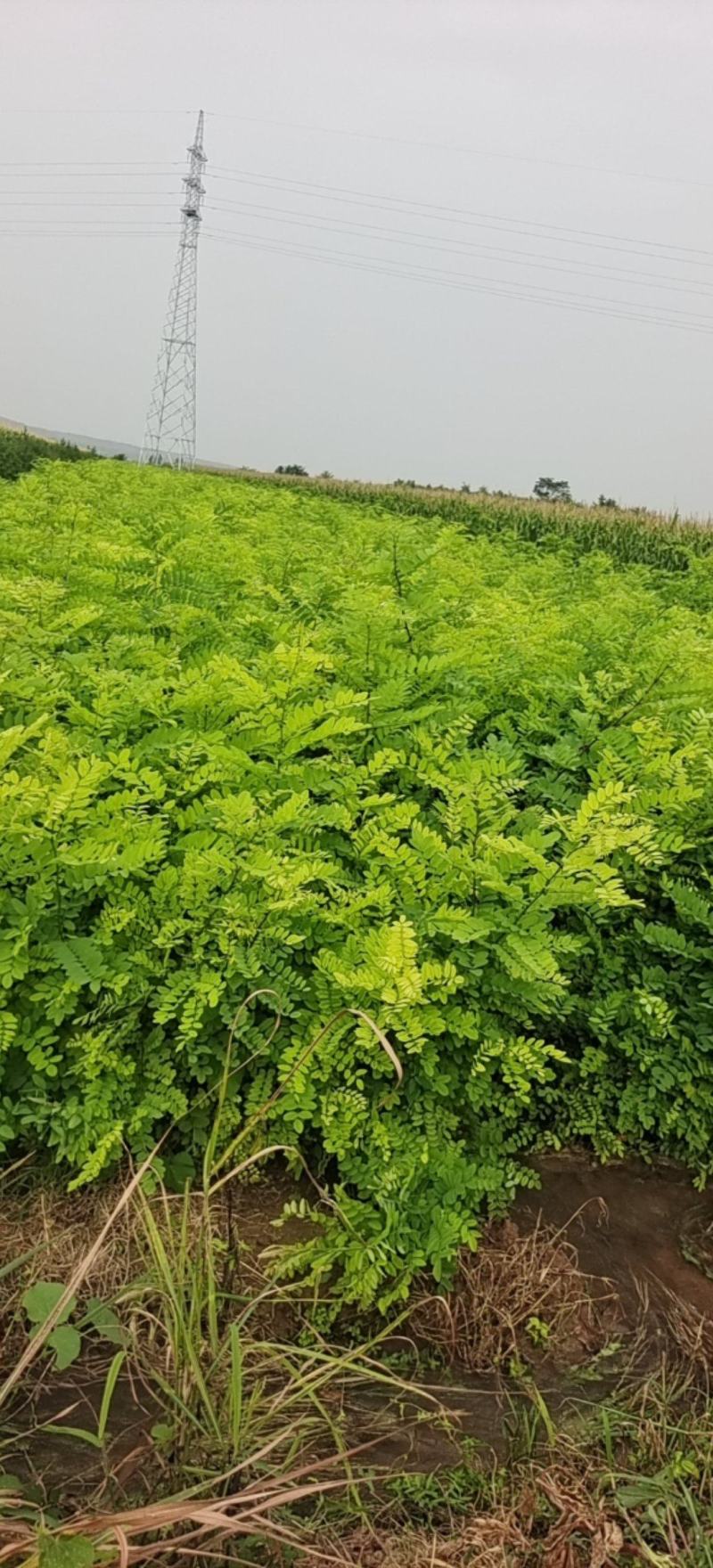 山西运城当地刺槐又名槐树开白色串花入味香甜可口美观