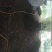 【精品】发酵生物猪粪有机肥养殖场直供欢迎订购