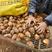 优质芋头8520豆包货源充足质量保证全国各地发货