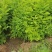 山西运城当地刺槐又名槐树开白色串花入味香甜可口美观