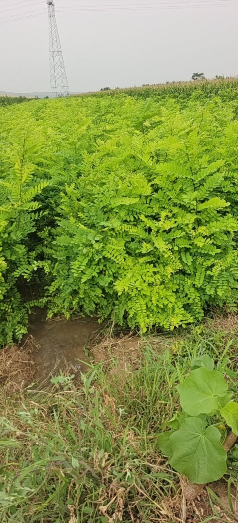 山西运城当地刺槐又名槐树开白色串花入味香甜可口美观