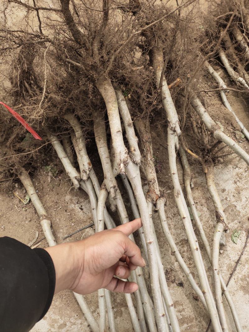 山楂苗大金星大五棱甜红子山楂苗