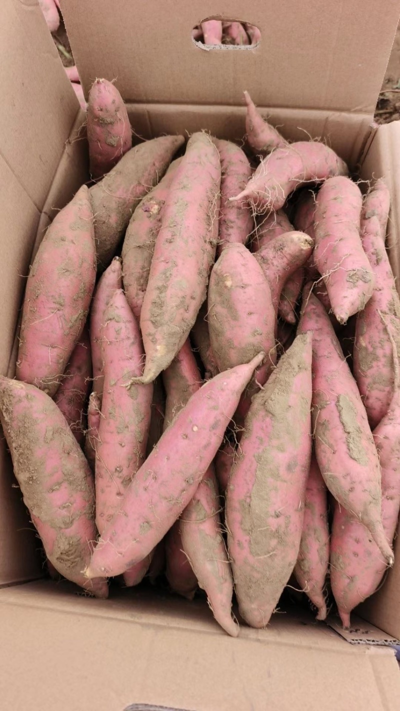 烟薯蜜薯烤蜜薯一件代发大量供应一手货源红薯