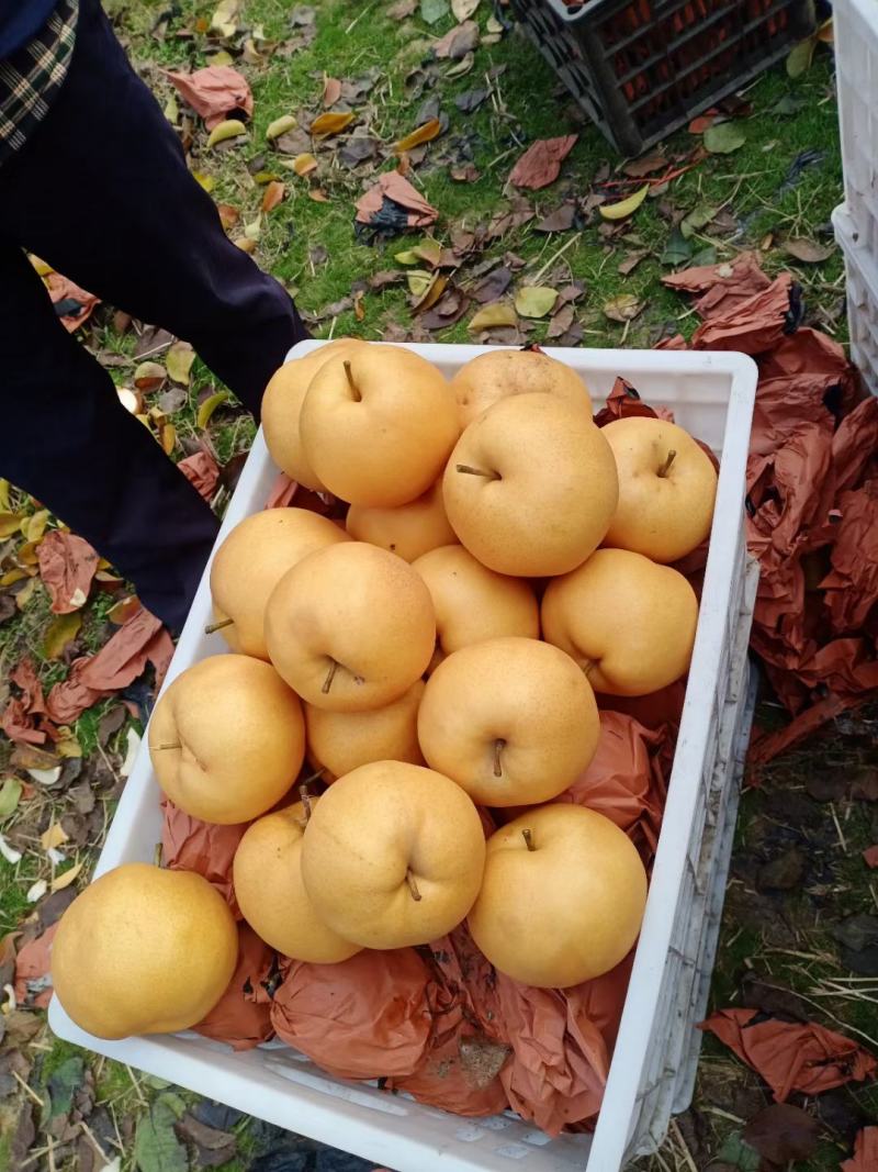 圆黄梨