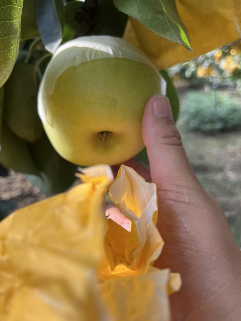 原产地：万亩果园，黄金梨，腊子袋，皮薄多汁，原产地发货！