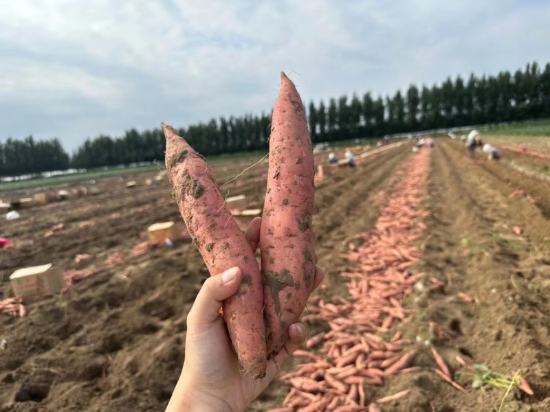 烟薯25号对接电商直播一条龙服务一件代发供应链包