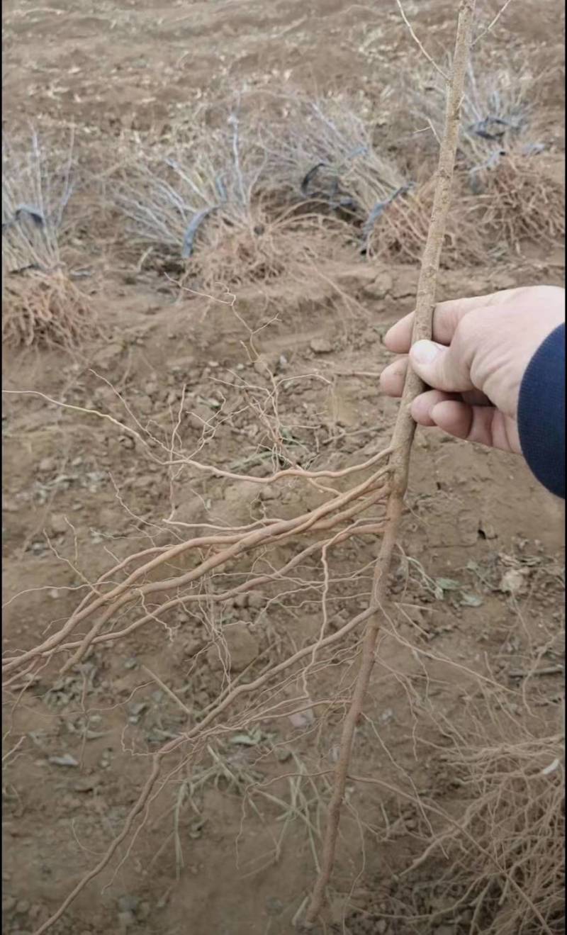 高产药用酸枣苗，精品，基地一手货源规格多样欢迎电联下单