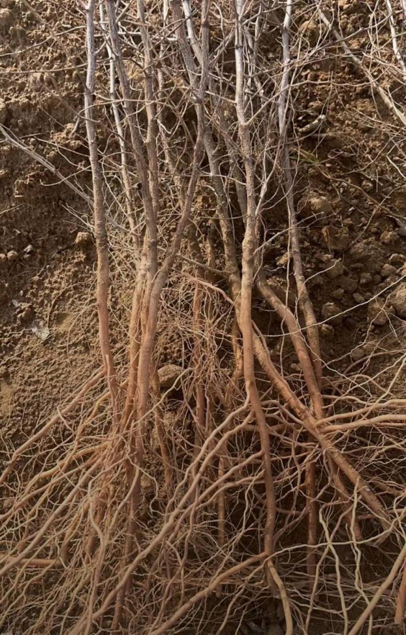 高产药用酸枣苗，精品，基地一手货源规格多样欢迎电联下单