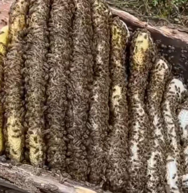 甘肃【蜂蜜】农家土蜂蜜对接电商市场商超等各类客户