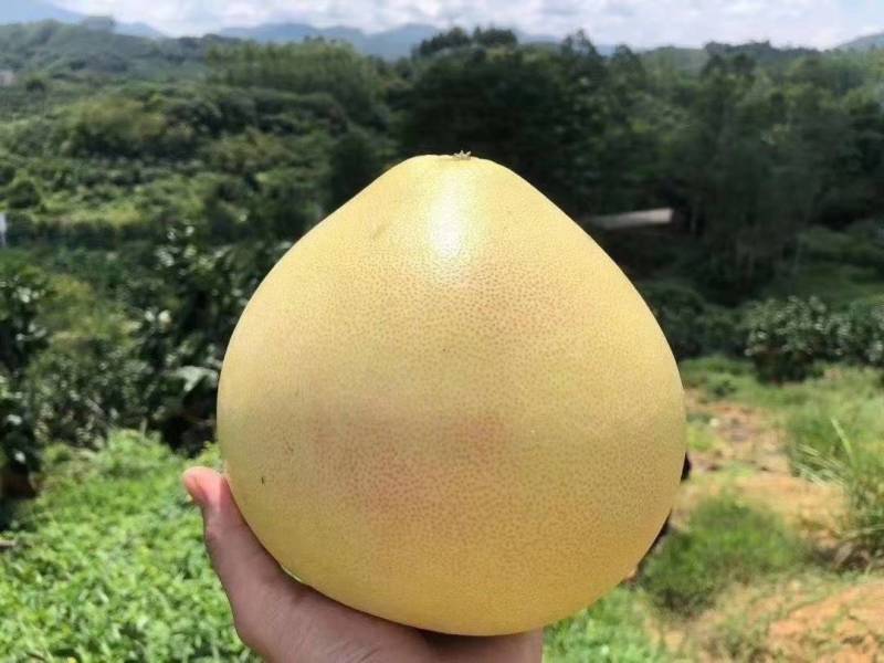 《实力》广西蜜柚精品红心柚大量上市产地直供