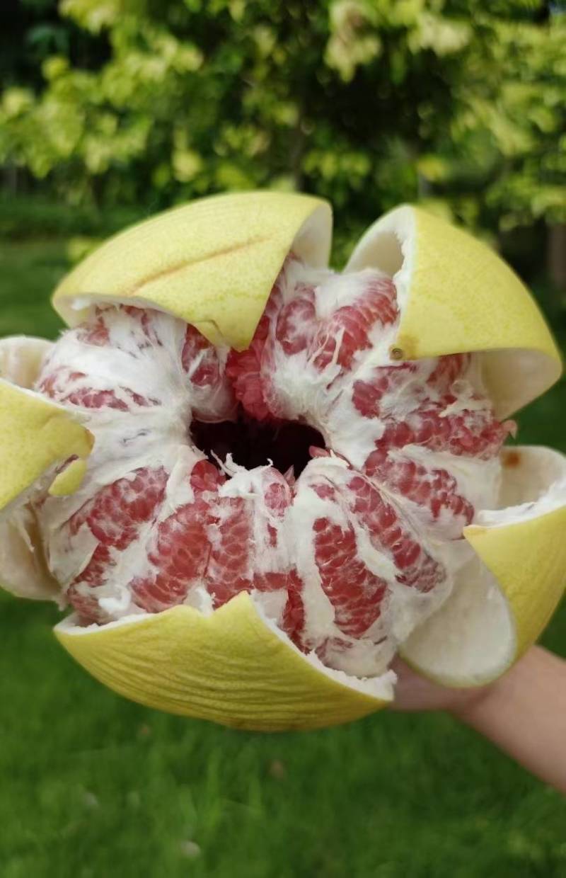 【推荐】红心蜜柚精品三红柚产地直发质量保证量大从优