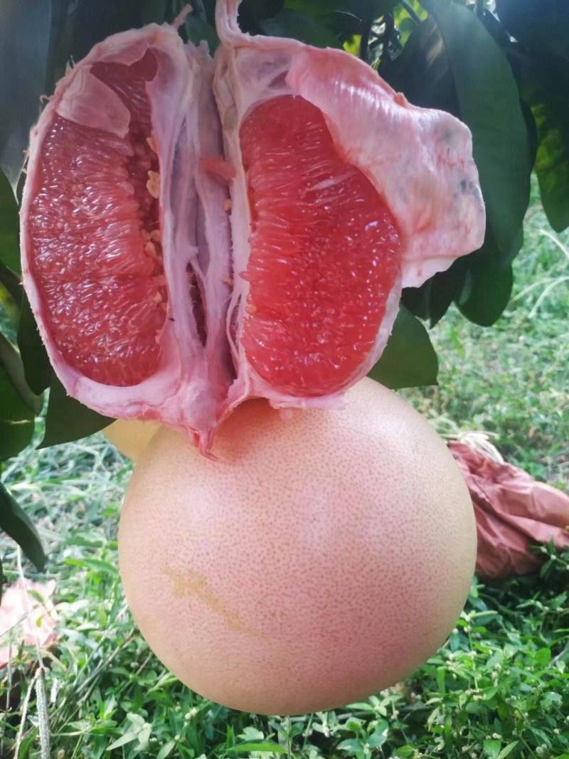 【推荐】红心蜜柚精品三红柚产地直发质量保证量大从优