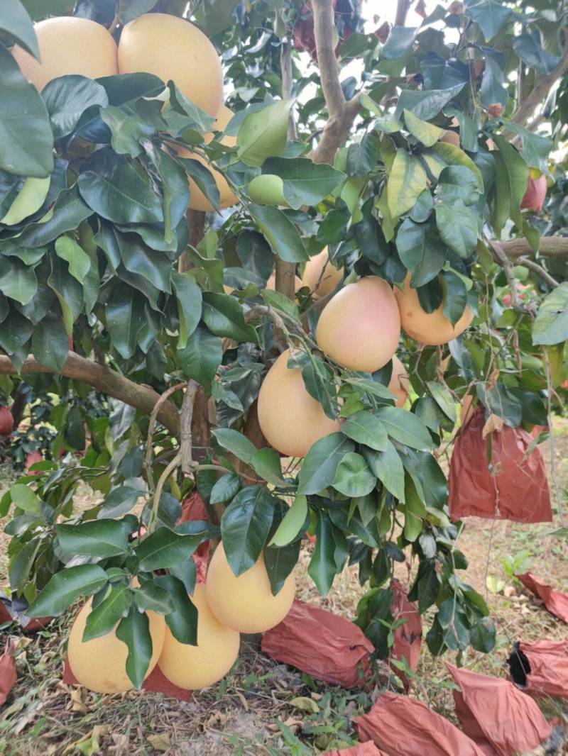 【推荐】红心蜜柚精品三红柚产地直发质量保证量大从优