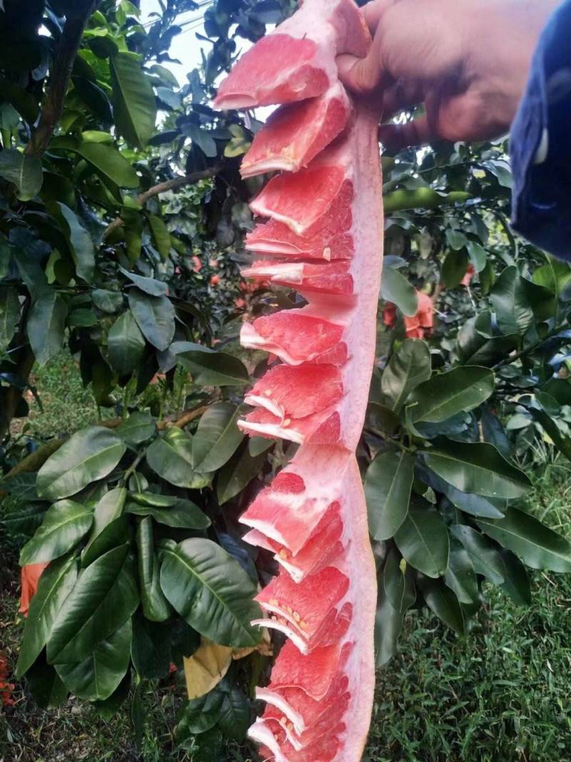 【推荐】红心蜜柚精品三红柚产地直发质量保证量大从优