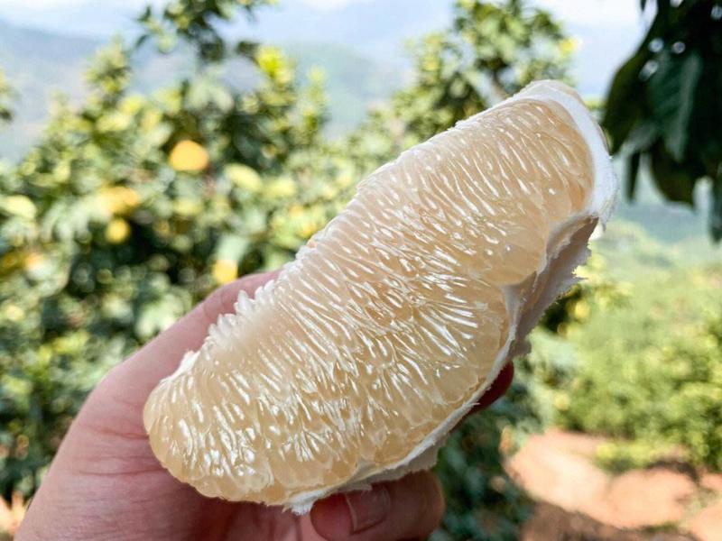 广西精品白心柚大量上市产地直供量大从优货源充足