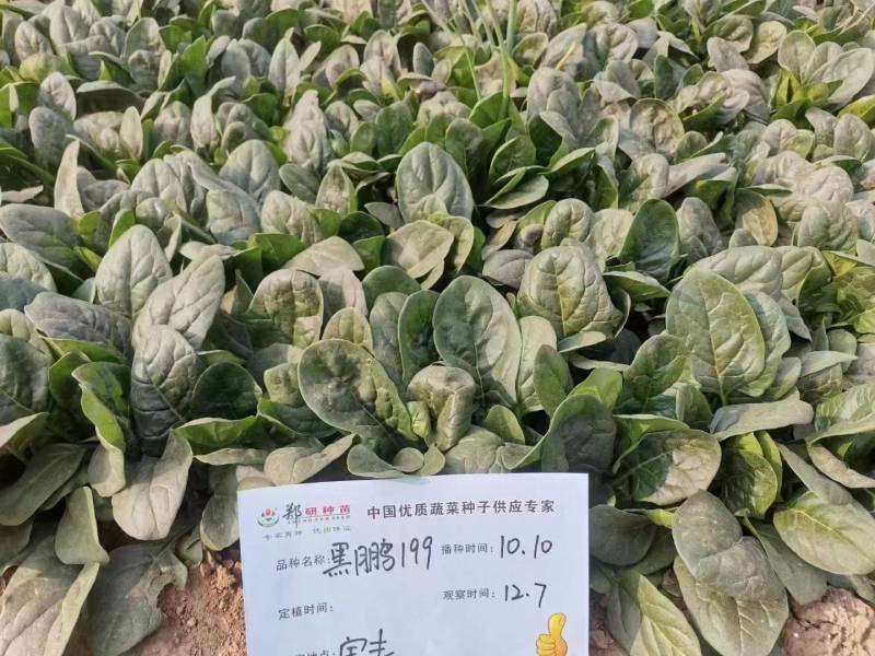 河南郑州趴地菠菜种子黑钻505短梗大厚叶耐热耐寒越冬爬地