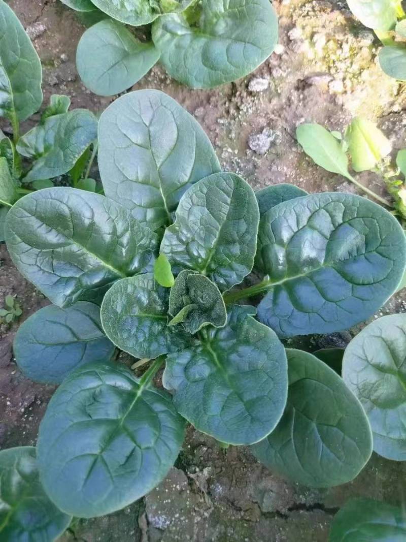河南郑州趴地菠菜种子黑钻505短梗大厚叶耐热耐寒越冬爬地