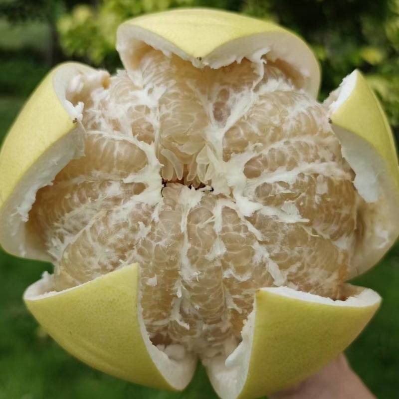 蜜柚白心红心蜜柚大量上市现货现发量大从优口感甘甜