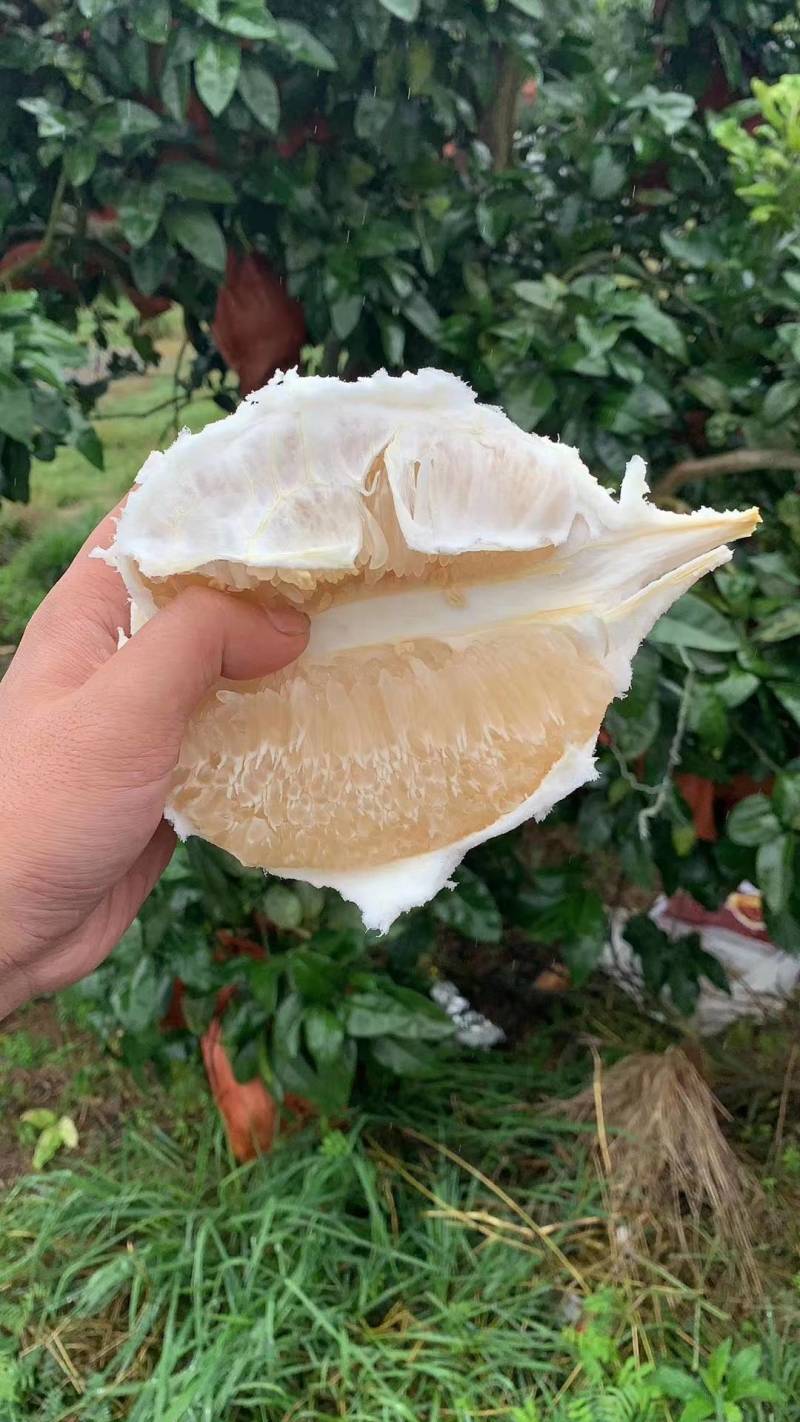 蜜柚白心红心蜜柚大量上市现货现发量大从优口感甘甜