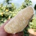 蜜柚白心红心蜜柚大量上市现货现发量大从优口感甘甜