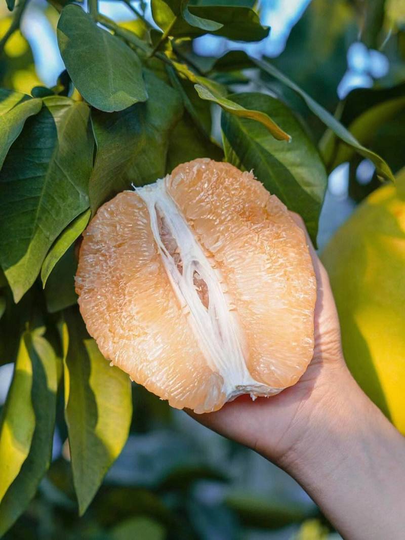 蜜柚白心红心蜜柚大量上市现货现发量大从优口感甘甜