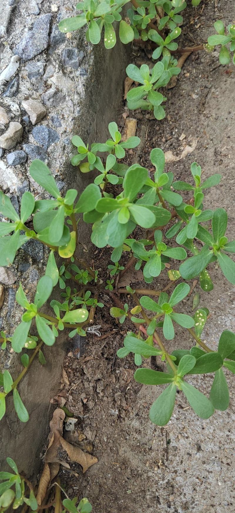 马齿笕，中药材干净无杂质，新货纯干，马峰菜，野生中药