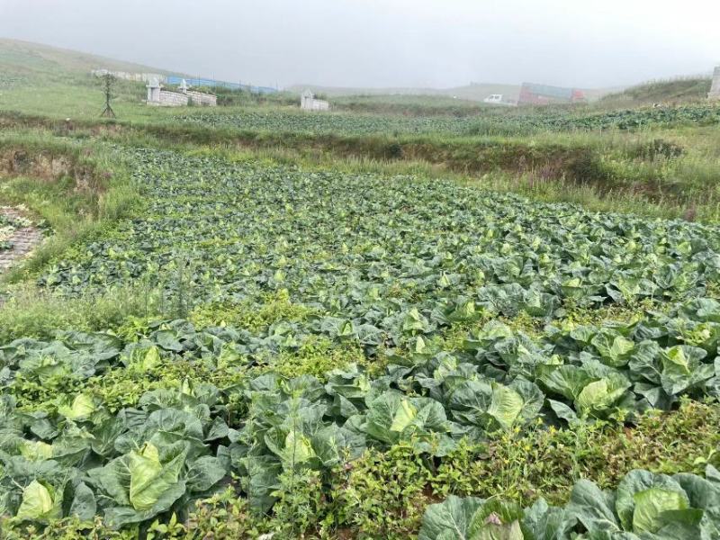 牛心甘蓝，昭通高山牛心，质量保证