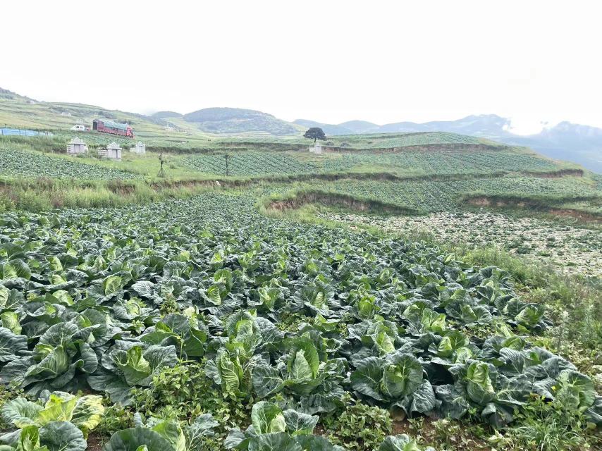牛心甘蓝在陕西田间成熟场景