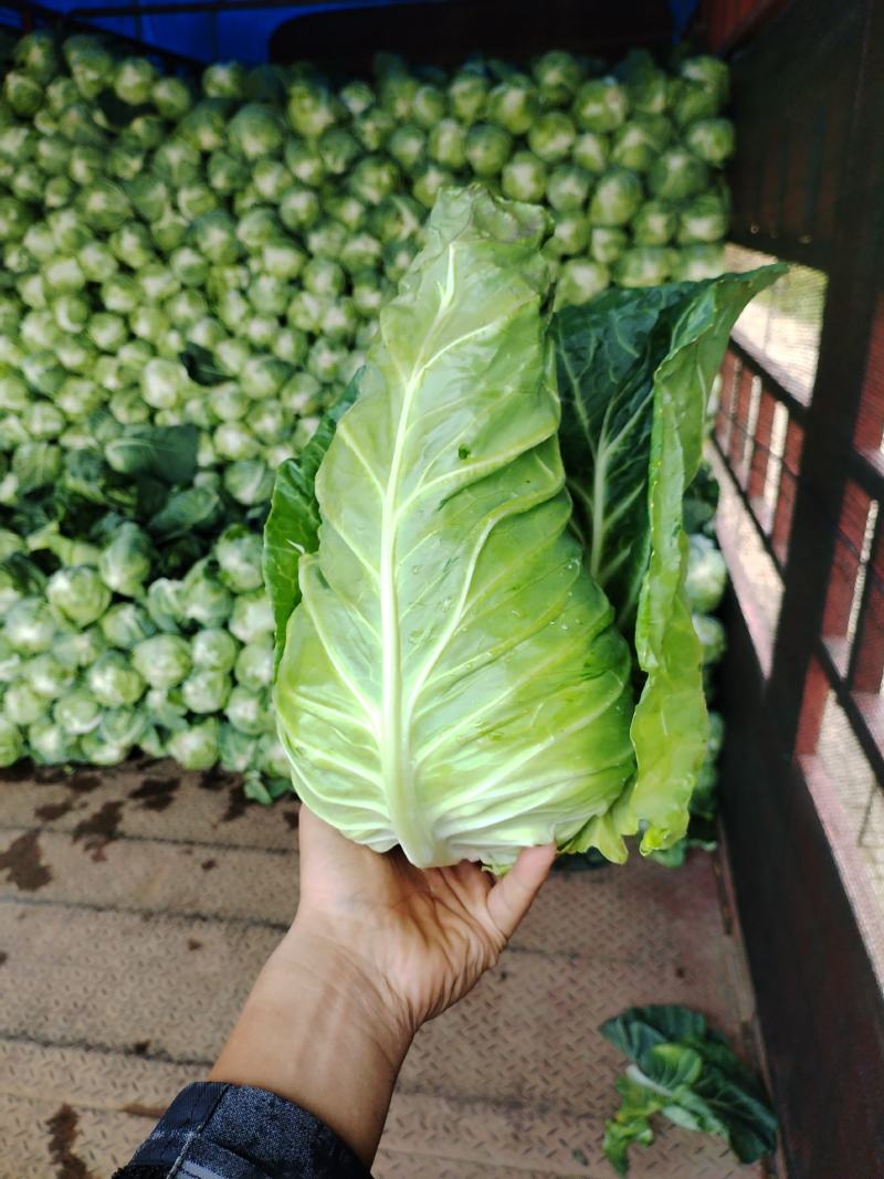 牛心甘蓝，昭通高山牛心，质量保证