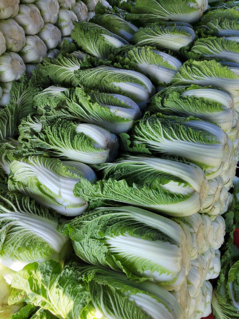 宁夏西吉白菜