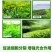 茶叶茶树专用叶面肥催芽剂芽多芽壮防冻促长增产增厚爆芽肥料