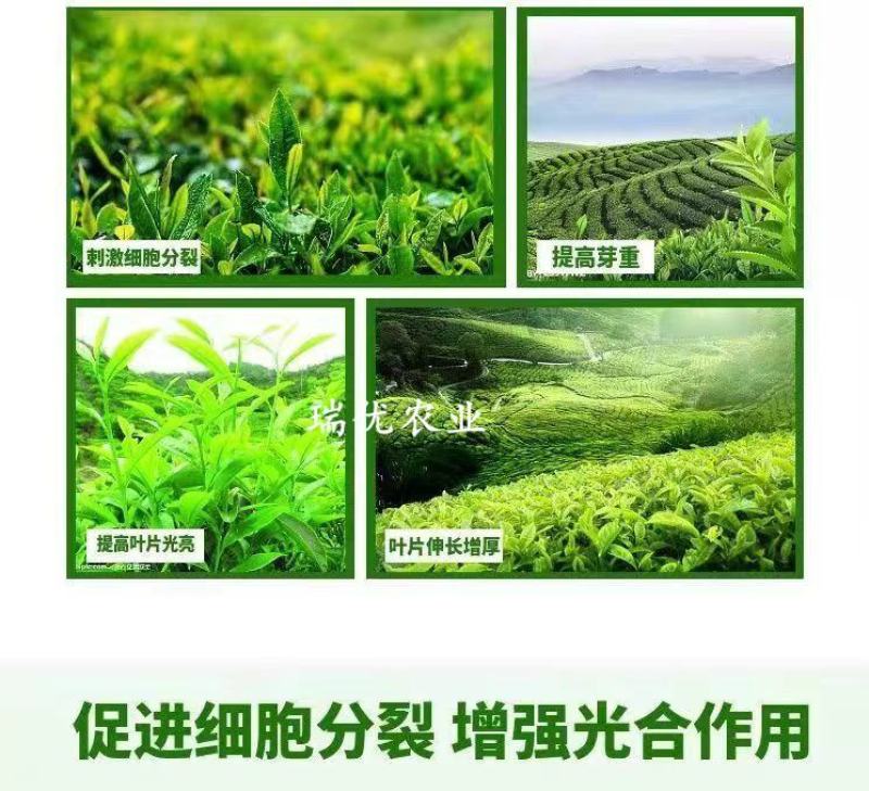 茶叶茶树专用叶面肥催芽剂芽多芽壮防冻促长增产增厚爆芽肥料
