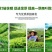 茶叶茶树专用叶面肥催芽剂芽多芽壮防冻促长增产增厚爆芽肥料
