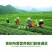 茶叶茶树专用叶面肥催芽剂芽多芽壮防冻促长增产增厚爆芽肥料