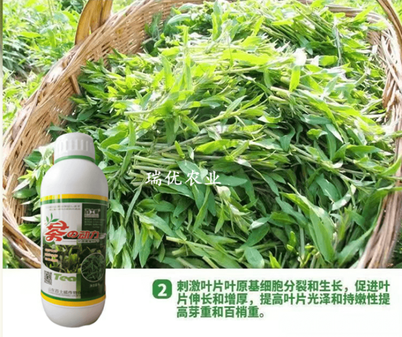 茶叶茶树专用叶面肥催芽剂芽多芽壮防冻促长增产增厚爆芽肥料