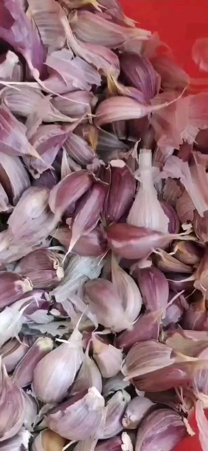 精品川蒜红根蒜苗蒜头种子【紫皮蒜】大量供货代发全国欢迎咨