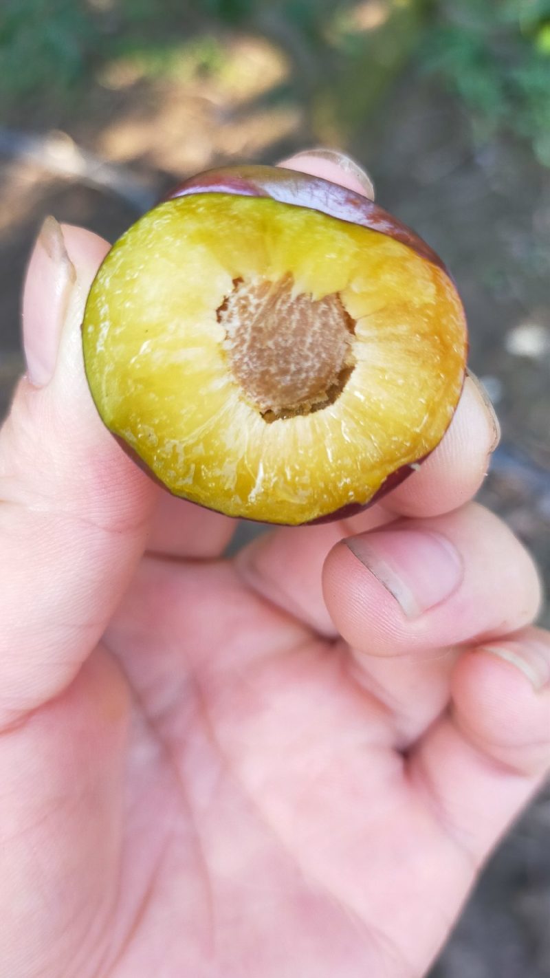 江苏高邮翠红李