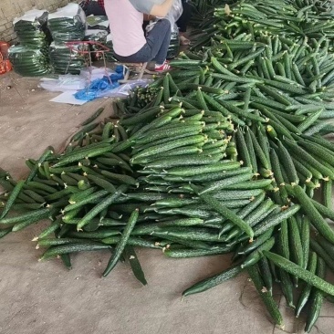密刺黄瓜一级量大