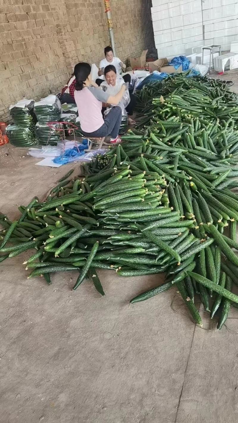 密刺黄瓜一级量大
